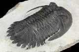 Detailed Hollardops Trilobite - Large For Species #126286-4